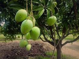nagunapalli mango
